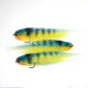 Flecha Tiger Blue - Yellow